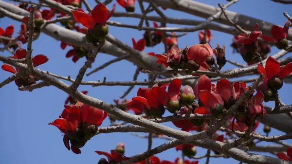 Bombax Ceiba (Lat. - Bombax ceiba) veya Cotton Tree. İsrail parkında ipek pamuk ağacı çiçeği.