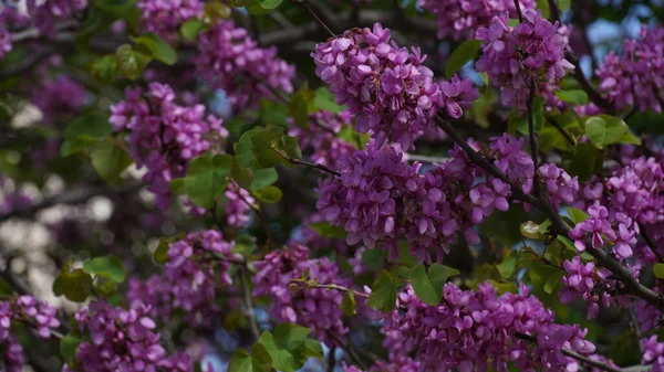 Yehuda ağacının taze pembe çiçekli dalları ya da Cercis silikstrumu. Çiçek açmış bir Yahuda ağacı görüntüsü
