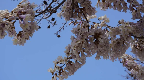 Branches Blanches Ipe Floraison Avec Ciel Bleu Arrière Plan Tabebuia — Photo