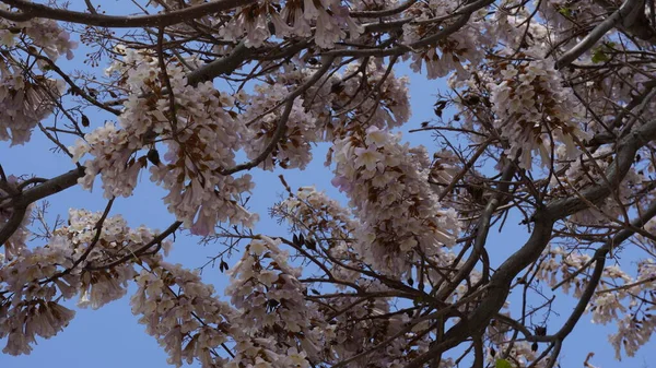 白管开花分枝 蓝天为背景 Tabebuia Roseo Alba — 图库照片