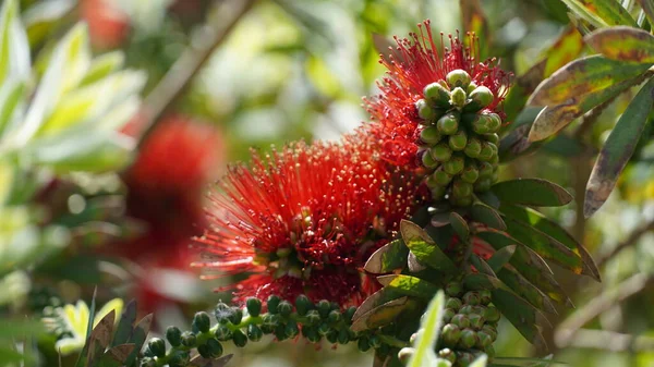 Кальлістемон Callistemon Viminalis Квітка Червоної Пляшкової Щітки Ізраїлі Вічнозелене Дерево — стокове фото