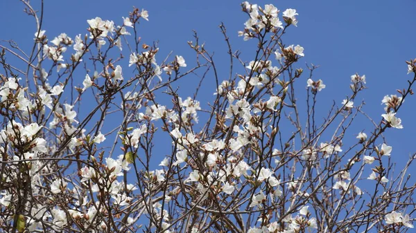 Bauhinia Purpurea Blanc Fleurissant Israël — Photo