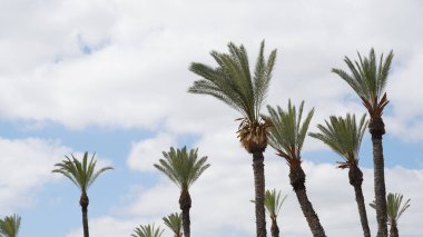 Phoenix Dactylifera tarihi veya palmiye ağacı fidanı