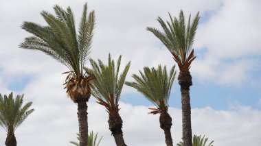 Phoenix Dactylifera tarihi veya palmiye ağacı fidanı