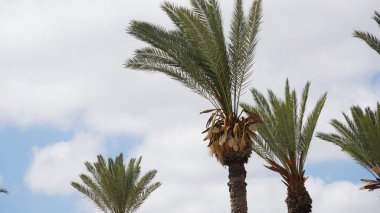 Phoenix Dactylifera tarihi veya palmiye ağacı fidanı