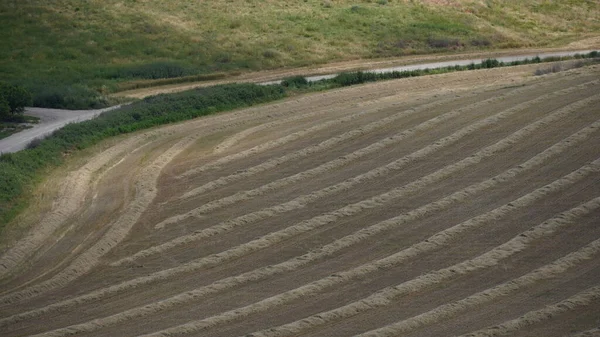 Agricultural Field Harvested Rye Rows Straw North Israel — 스톡 사진