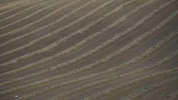 Agricultural Field Harvested Rye Rows Straw North Israel — 스톡 사진