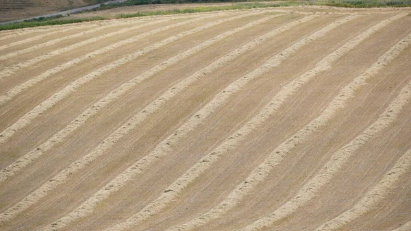 Agricultural Field Harvested Rye Rows Straw North Israel — 스톡 사진