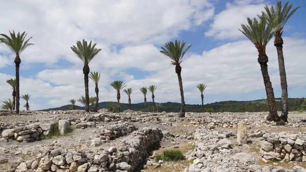 Phoenix Dactylifera Ημερομηνία Ημερομηνία Φυτεία Φοίνικα — Φωτογραφία Αρχείου