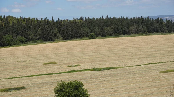 Agricultural Field Harvested Rye Rows Straw North Israel — Foto de Stock