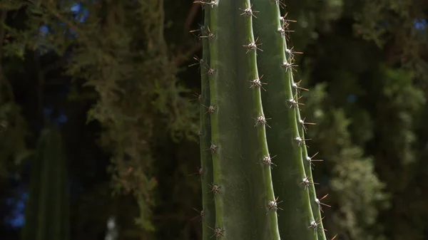 Cactus Grande Espinoso Creció Parque Ciudad Norte Israel —  Fotos de Stock