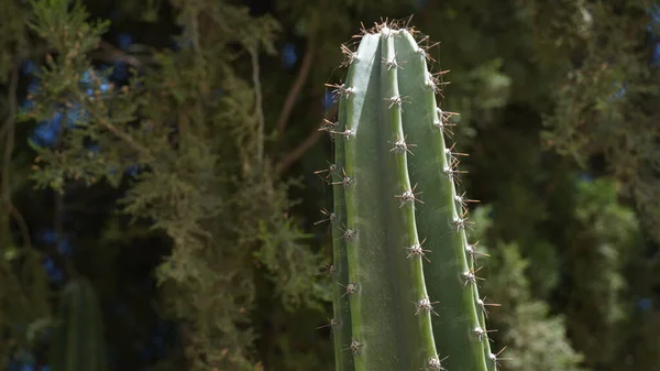 Large Prickly Cactus Grew City Park North Israel — Stock Photo, Image