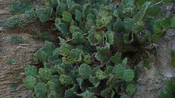 Sabra Cactus Plant Israel Opuntia Cactus Large Flat Pads Mediterranean — Stock Photo, Image
