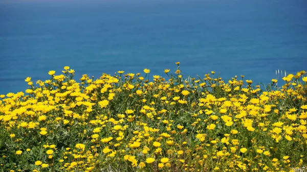 Chrysanthèmes Sauvages Jaunes Chrysanthèmes Fleurs Printemps Israël — Photo