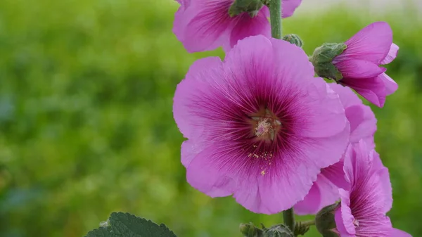 Dark Pink Hollyhocks Close Field Stalk Dark Magenta Pink Hollyhock — Stock fotografie