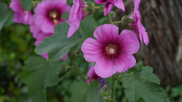 Hollyhocks Rosa Escuro Fecham Campo Talo Flores Hollyhock Rosa Magenta — Fotografia de Stock