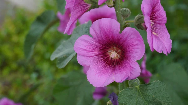 Dark Pink Hollyhocks Close Field Stalk Dark Magenta Pink Hollyhock — Zdjęcie stockowe