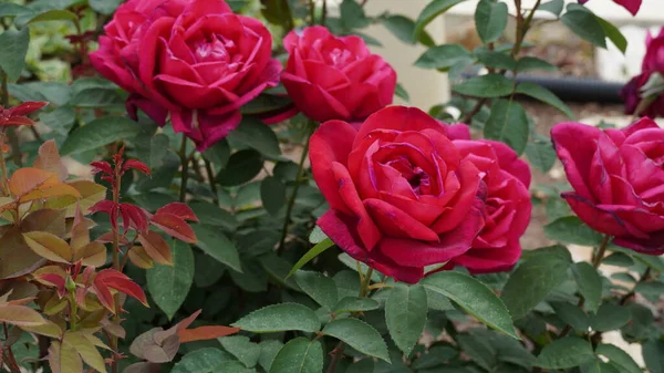 Chá Híbrido Flores Rosas Vermelhas Jardim — Fotografia de Stock