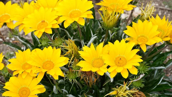Yellow Wild Chrysanthemums Blooming Chrysanthemums Spring Israel — стоковое фото