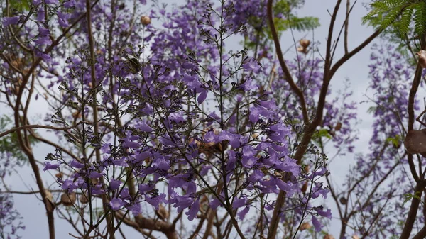 Kvetoucí Jacaranda Krásný Strom Fialovými Květy Jakarandský Strom Květu Jaro — Stock fotografie