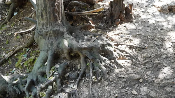 Ormanda kökleri bükülmüş bir ağaç. Eğri büğrü ağaç kökleri.
