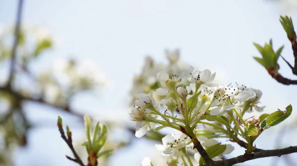 这一科观赏性的树能产出白色的春花 红豆杉树的白花 — 图库照片