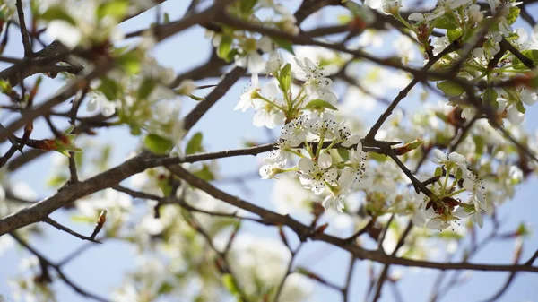这一科观赏性的树能产出白色的春花 红豆杉树的白花 — 图库照片