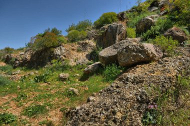 Ayun Nehri Doğa Koruma Alanı, kır çiçekleri, Yukarı Celile, Kuzey İsrail