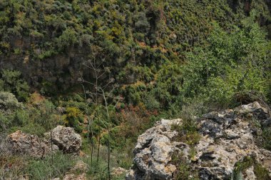 Ayun Nehri Doğa Koruma Alanı, kır çiçekleri, Yukarı Celile, Kuzey İsrail