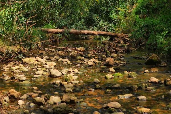 Τράπεζα Μπρουκς Στο Βόρειο Ισραήλ Ayun Stream Nature Reserve — Φωτογραφία Αρχείου