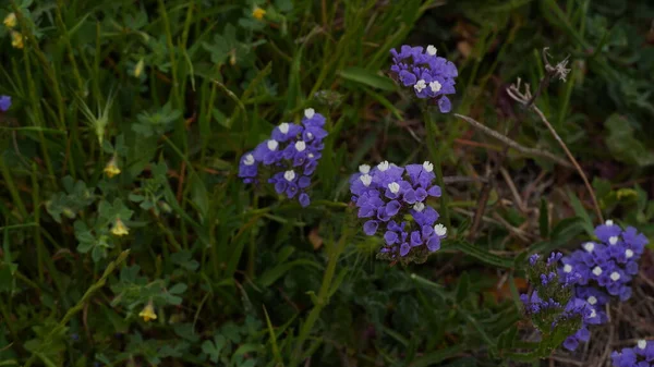 Bitkiler biçilip kurutulduktan sonra tarlada bırakılan saman