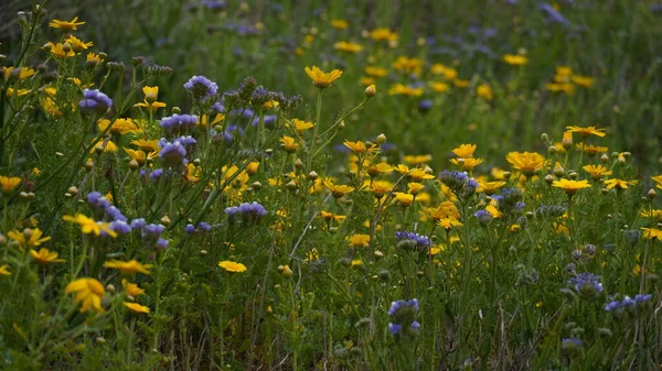 Chrysanthèmes Sauvages Jaunes Chrysanthèmes Fleurs Printemps Israël — Photo