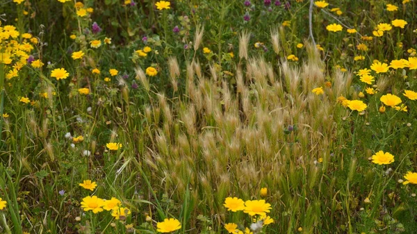 Prado Primavera Com Crisântemos Selvagens Amarelos Flor Centeio Fofo — Fotografia de Stock