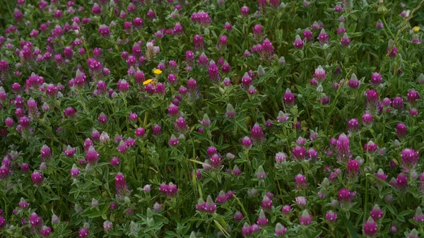 Trèfle Rose Fleurit Dans Champ Milieu Herbe Trèfle Dans Prairie — Photo