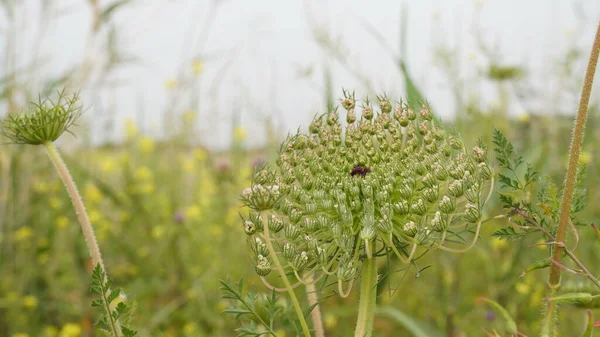 Άγριο Καρότο Λουλούδι Daucus Carota Ένα Λιβάδι — Φωτογραφία Αρχείου