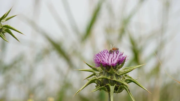 在模糊的背景上有刺 苏格兰的国花 — 图库照片