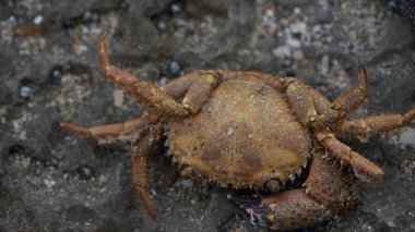 Akdeniz kıyısındaki kayalıklarda ölü bir yengeç