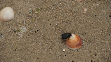 Kumsaldaki kumsalda deniz salyangozlarının kabuklarıyla kara böcek, İsrail