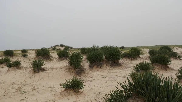Panorama Sand Dunes Beach Tel Dor Israel — Stock Photo, Image