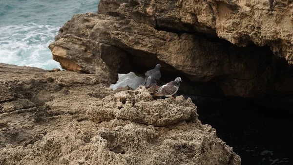 Pigeons sit on a stone against the  the water\'s edge with foamy waves between huge rocks