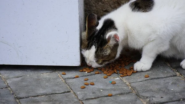 Feeding Stray Cats. Black and white cat eating dry cat food