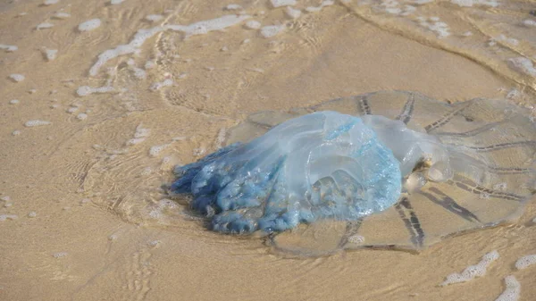 Medusa Morta Spazzata Sulla Spiaggia Medusa Rhopilema Nomadica Sulla Costa — Foto Stock