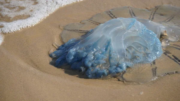 Medusa Morta Spazzata Sulla Spiaggia Medusa Rhopilema Nomadica Sulla Costa — Foto Stock