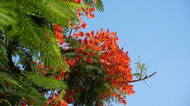 Kızıl çiçeklerin güzel dalları Alev Ağacı (Delonix regia) haziran ayında Poinciana, gösterişli, büyük yaprak döken ağaç