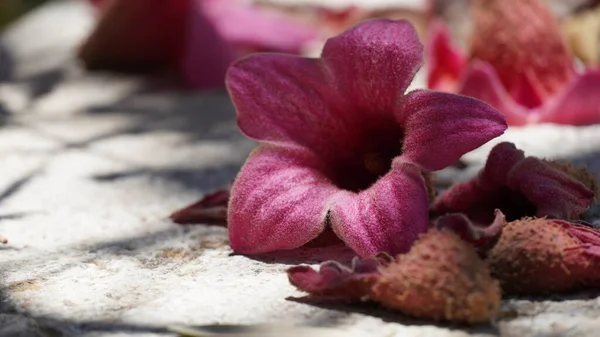 Brachychiton Verkleuring Lacebark Boom Roze Bloemen Een Zomerseizoen — Stockfoto