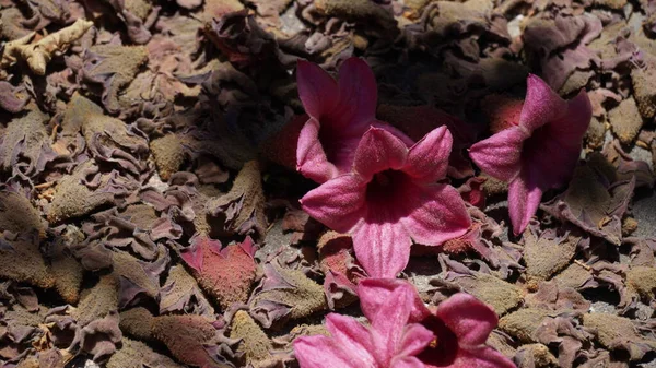 Brachychiton Zbarvení Nebo Lacebark Strom Růžové Květy Letní Sezóně — Stock fotografie