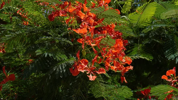 Krásná Větev Červené Květy Plamen Strom Delonix Regia Červnu Royal — Stock fotografie