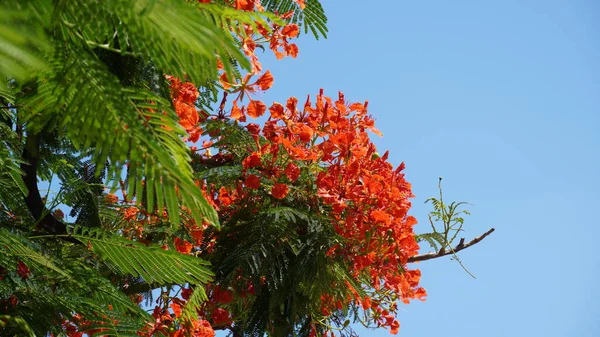 Ramo Bonito Flores Vermelhas Árvore Chama Delonix Regia Junho Royal — Fotografia de Stock