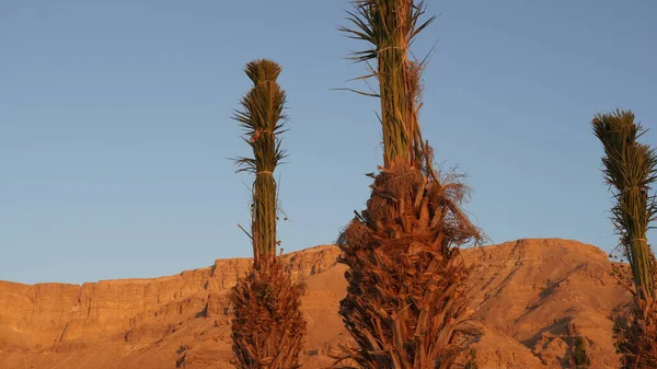 Palm Trees Mountains Dead Sea Seashore — Stock Photo, Image