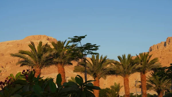 Palm trees and mountains on Dead Sea seashore